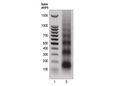 Micrococcal Nuclease