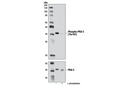 Phospho-PKA C (Thr197) (D45D3) Rabbit mAb