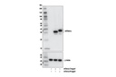 mCherry (E5D8F) Rabbit mAb
