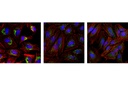 LC3A/B (D3U4C) XP Rabbit mAb (Alexa Fluor488 Conjugate)