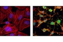 Cleaved Caspase-3 (Asp175) Antibody (Alexa Fluor 488 Conjugate)