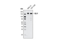 GLI1 (C68H3) Rabbit mAb