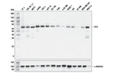 YY1 (D3D4Q) Rabbit mAb