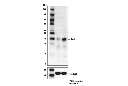 FasL (D1N5E) Rabbit mAb