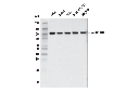 α-Actinin (E7U1O) Mouse mAb
