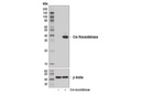 Cre Recombinase (D7L7L) XP Rabbit mAb