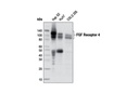 FGF Receptor 4 (D3B12) XP Rabbit mAb