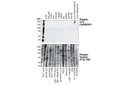 Phospho-FLT3 (Tyr589/591) (30D4) Rabbit mAb