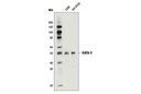 GATA-3 (D13C9) XP Rabbit mAb