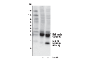 Jurkat Apoptosis Cell Extracts (etoposide)
