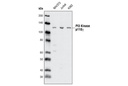 PI3 Kinase p110γ (D55D5) Rabbit mAb