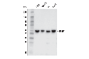 PTBP1 (E5O2S) Rabbit mAb