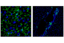 CD11b/ITGAM (M1/70) Rat mAb