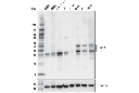 Pim-1 (D8D7Y) Rabbit mAb