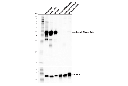 α-Smooth Muscle Actin (1A4) Mouse mAb (IHC Formulated)