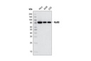 Ku80 (C48E7) Rabbit mAb