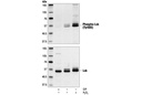 Lck Antibody
