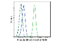 Phospho-NF-κB p65 (Ser536) (93H1) Rabbit mAb (Alexa Fluor 488 Conjugate)