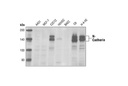 N-Cadherin Antibody
