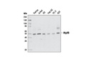 Atg4B (D1G2R) Rabbit mAb