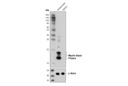 Myelin Basic Protein (D8X4Q) XP Rabbit mAb