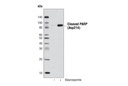 Anti-biotin (D5A7) Rabbit mAb (HRP Conjugate)