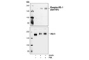 Phospho-IRS-1 (Ser1101) Antibody