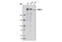 PCM-1 (G2000) Antibody