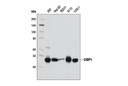 CtBP1 (D2D6) Rabbit mAb