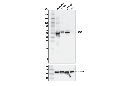 GFAP (E6N9L) Mouse mAb
