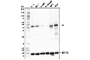 GLUL (D2O3F) Rabbit mAb