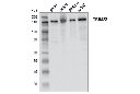 TRIM33 (D7U4F) Rabbit mAb