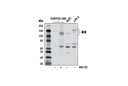 NIK Antibody