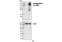 Phospho-EGF Receptor (Tyr1086) Antibody