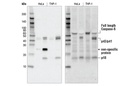 Cleaved Caspase-8 (Asp374) (18C8) Rabbit mAb