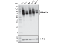 4F2hc/CD98 (D3F9D) XP Rabbit mAb