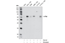c-Fos Antibody