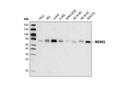 MEKK3 (D36G5) Rabbit mAb
