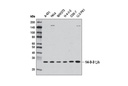 14-3-3 ζ/δ (D7H5) Rabbit mAb