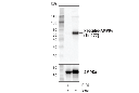 AMPK Control Cell Extracts
