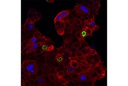 p21 Waf1/Cip1 (12D1) Rabbit mAb (Alexa Fluor 647 Conjugate)