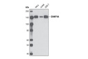 CHAF1A (D77D5) XP Rabbit mAb
