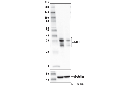 MFF (E5W4M) XP Rabbit mAb