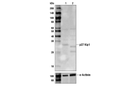 p27 Kip1 Antibody