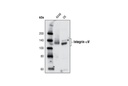 Integrin αV Antibody