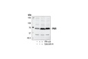 PKR Antibody
