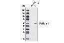 Perilipin-1 (D418) Antibody