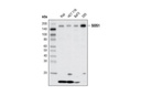 SOS1 Antibody