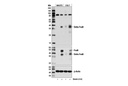 Delta FosB (D3S8R) Rabbit mAb