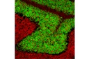 NeuN (D4G4O) XP Rabbit mAb (Alexa Fluor 488 Conjugate)